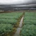 华山松，20公分以上，袋苗