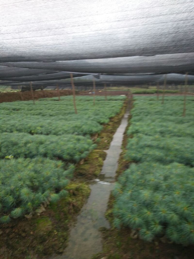 华山松，20公分以上，袋苗