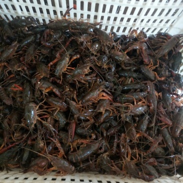 鲜活龙虾456中青，价格优惠。