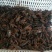 鲜活龙虾456中青，价格优惠。