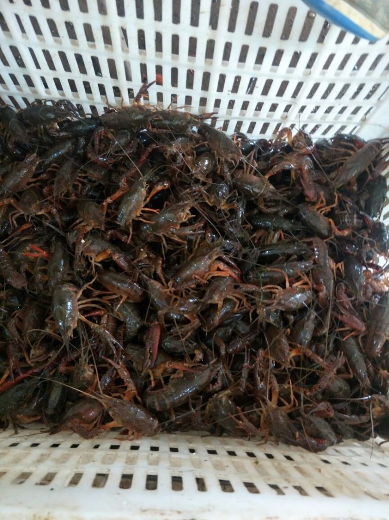 鲜活龙虾456中青，价格优惠。