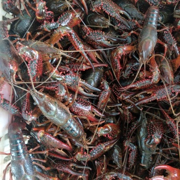 高端专用头虾。