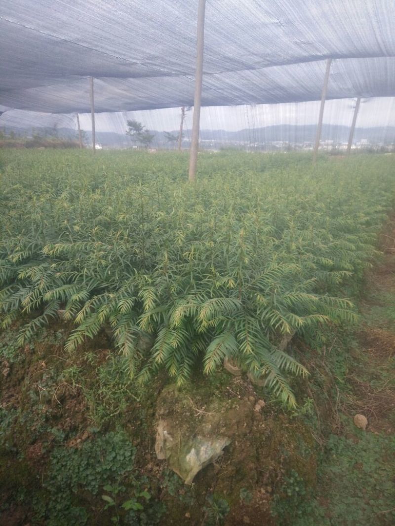 红豆杉