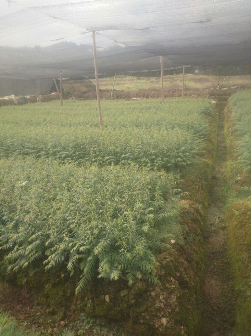 红豆杉