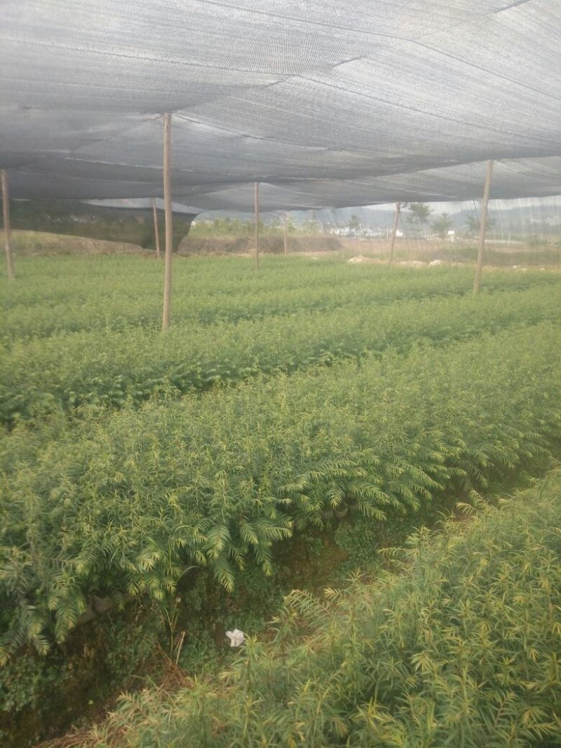 红豆杉