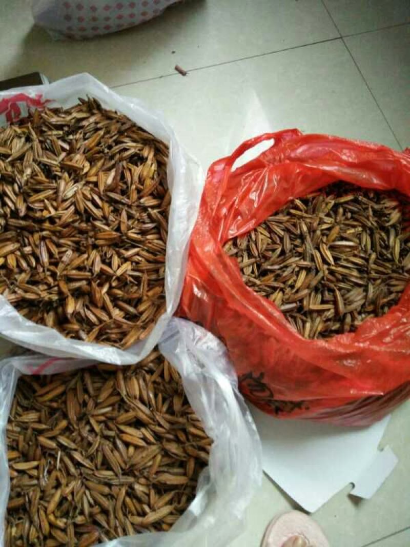 白及果夹纯野生移栽林下仿野生种植可视频看货