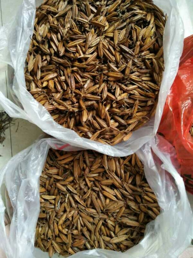 白及果夹纯野生移栽林下仿野生种植可视频看货