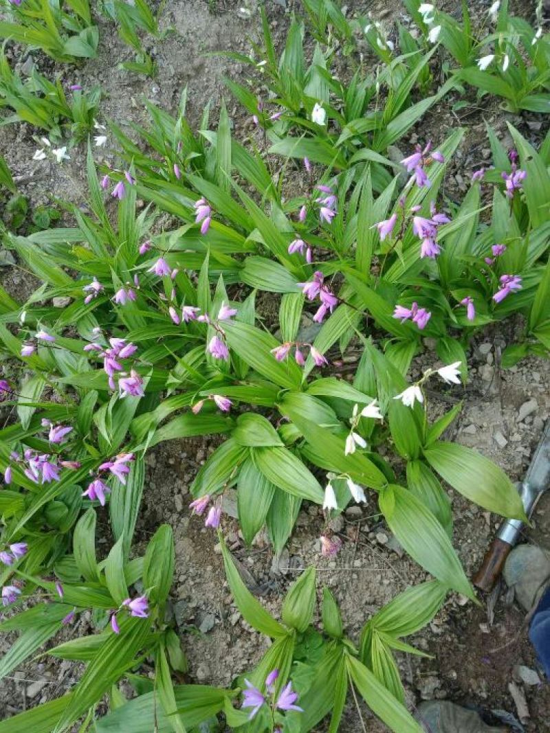 白及果夹纯野生移栽林下仿野生种植可视频看货