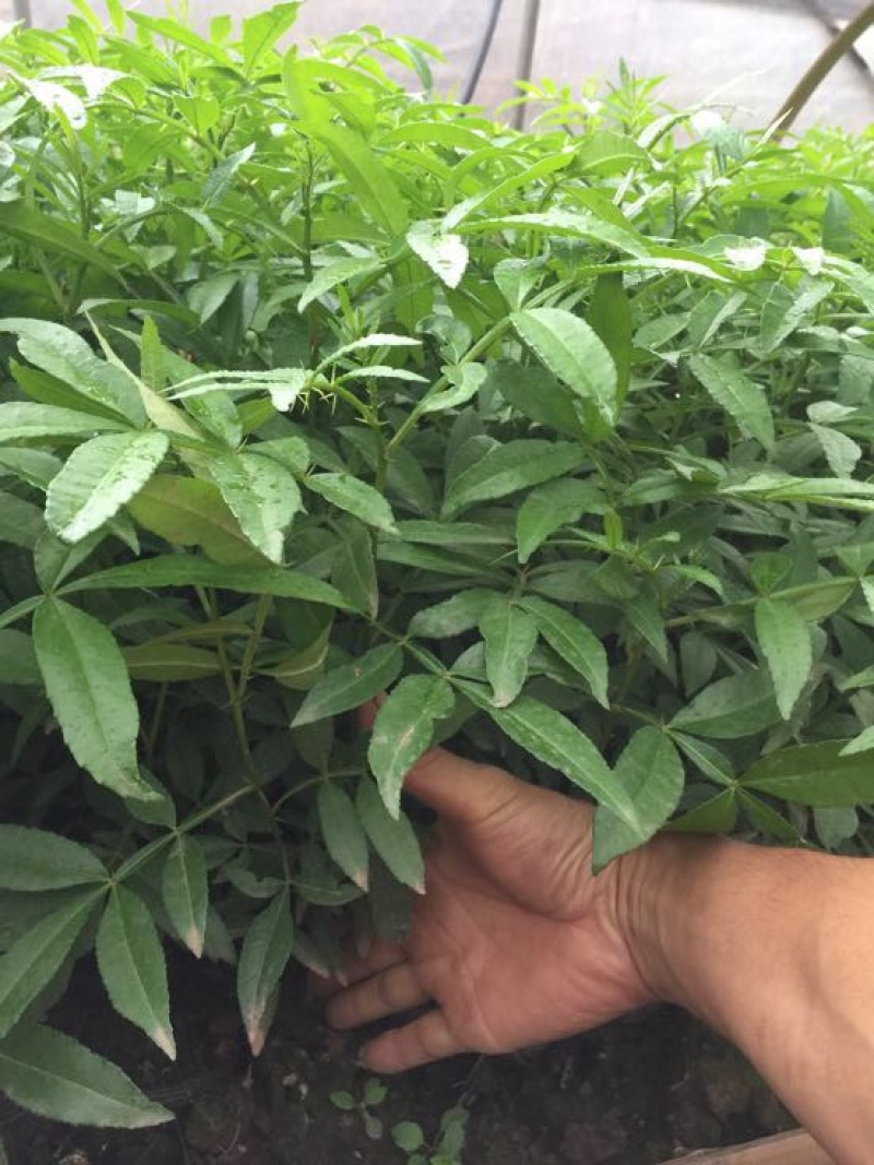 花椒苗0.5~1年
