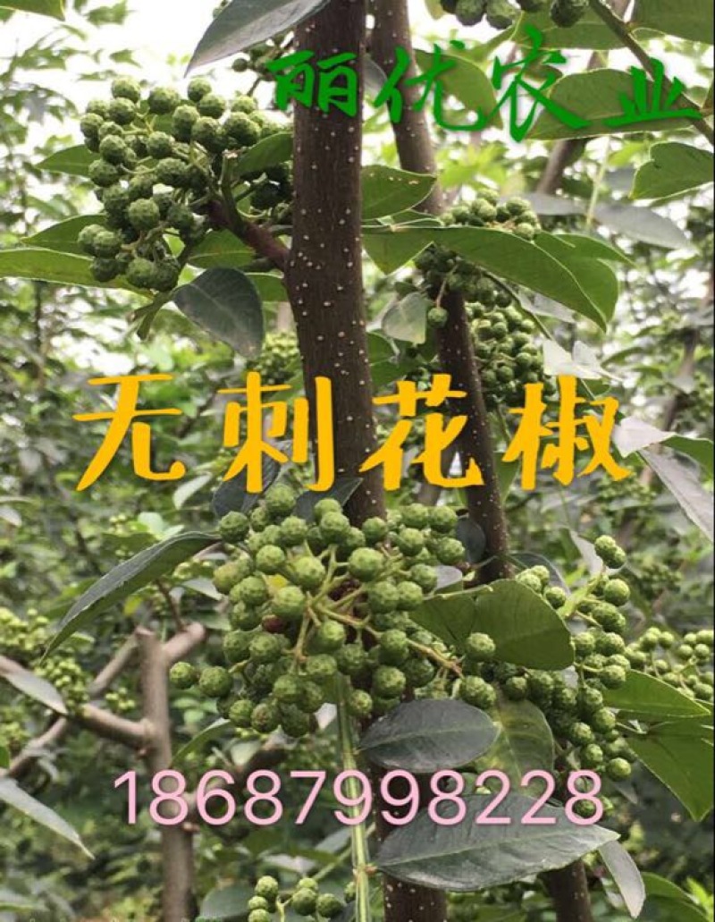 花椒苗0.5~1年