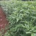 花椒苗0.5~1年