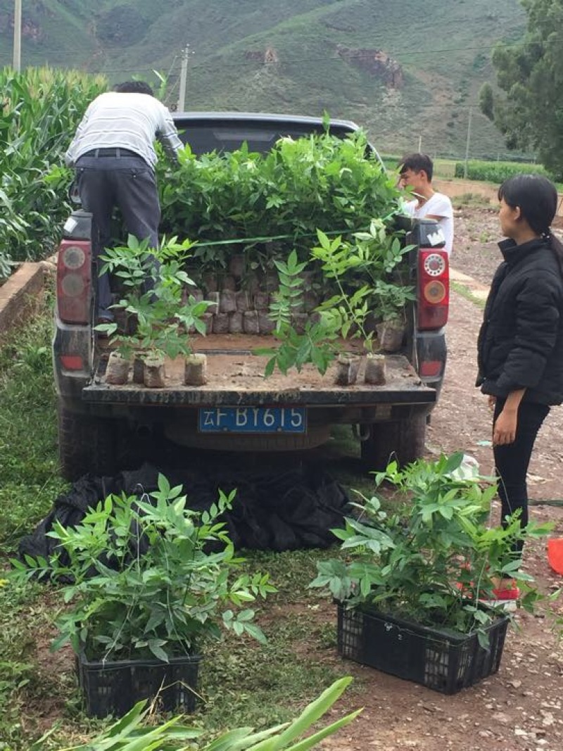 花椒苗0.5~1年