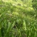 白及果夹纯野生移栽林下仿野生种植可视频看货