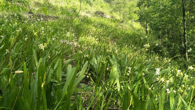 白及果夹纯野生移栽林下仿野生种植可视频看货