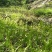 白及果夹纯野生移栽林下仿野生种植可视频看货