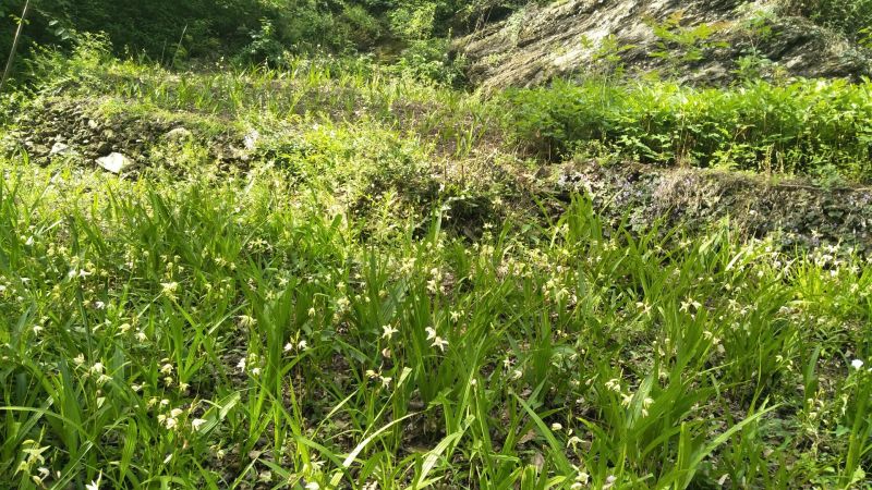 白及果夹纯野生移栽林下仿野生种植可视频看货