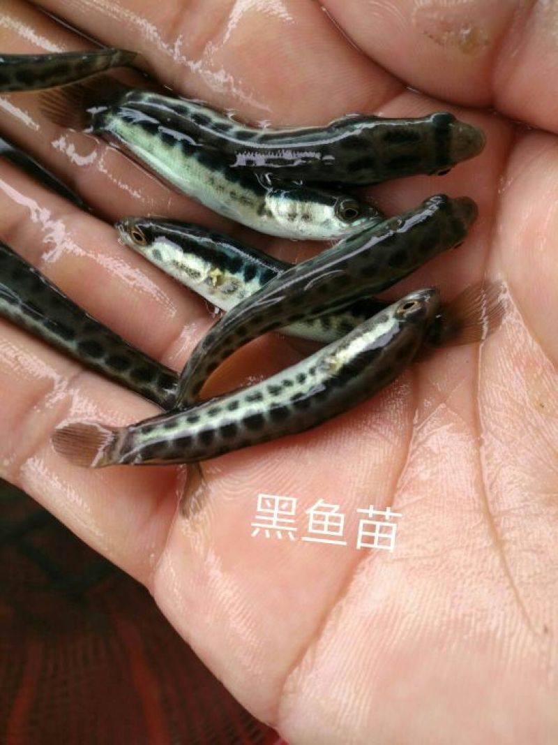 黑鱼鱼苗杂交苗抗病毒各种规格