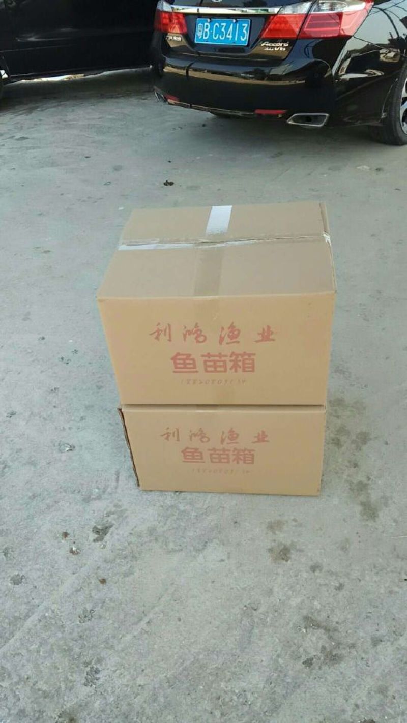 黑鱼鱼苗杂交苗抗病毒各种规格