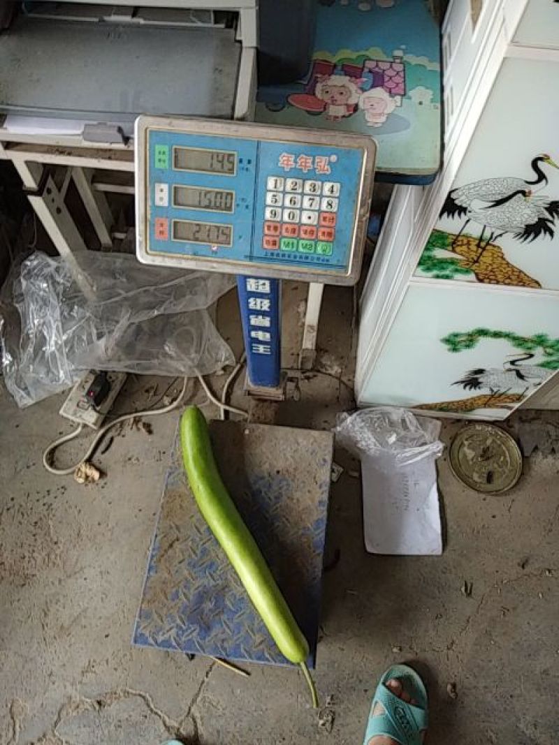 瓠瓜