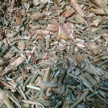 瞿麦片，瞿麦籽