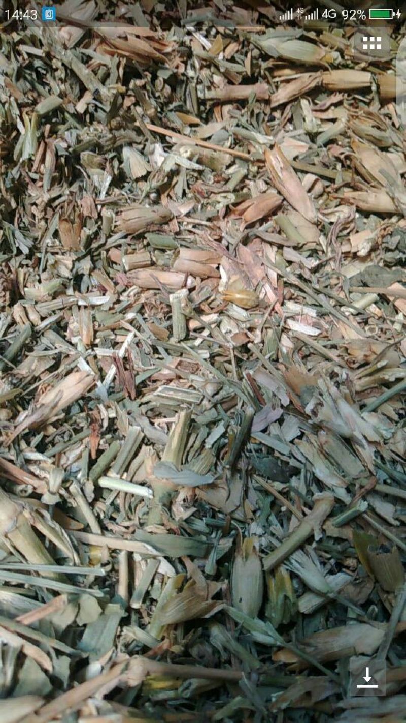 瞿麦片，瞿麦籽