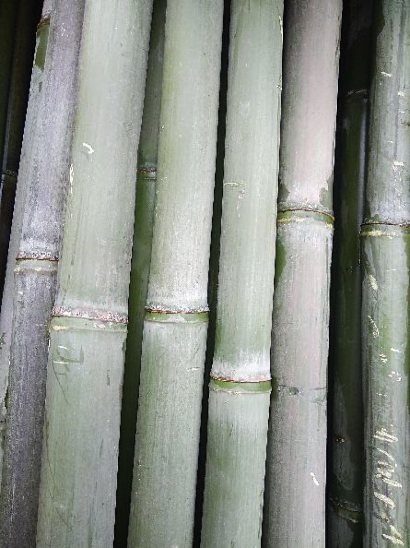 水竹竹杆