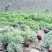 出售黑鹞鸡