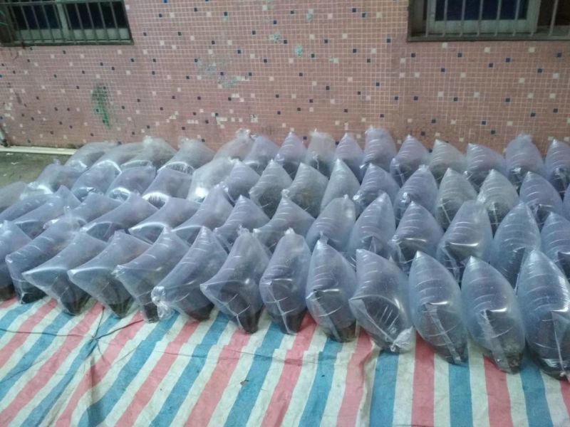 草鱼苗鲩鱼苗长江草鱼苗【基地直销批发支持发货】