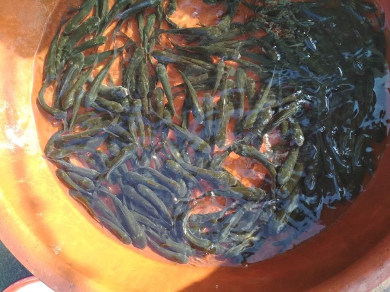 草鱼苗鲩鱼苗长江草鱼苗【基地直销批发支持发货】