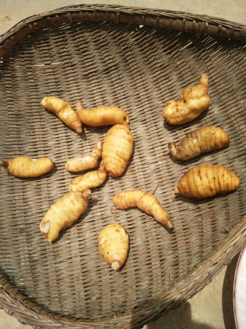 野生天麻