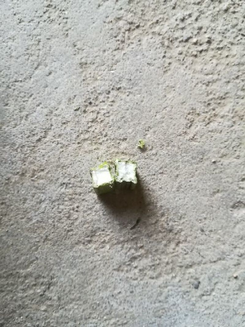 益母草饮片湖北襄阳地产野生