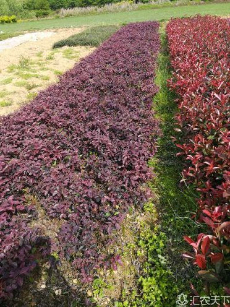 湖南郴州红叶石楠，各种规格苗，产地直供大量现货
