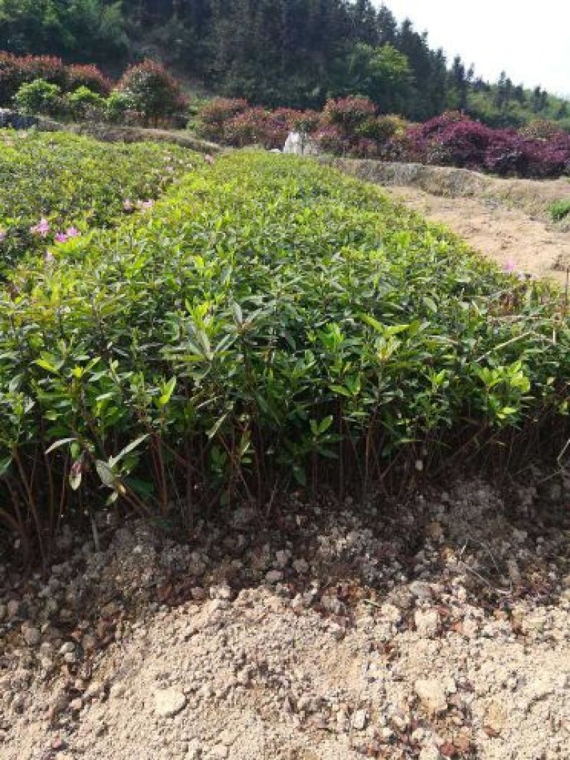 湖南郴州红叶石楠，各种规格苗，产地直供大量现货