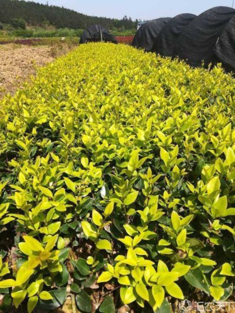 湖南郴州红叶石楠，各种规格苗，产地直供大量现货