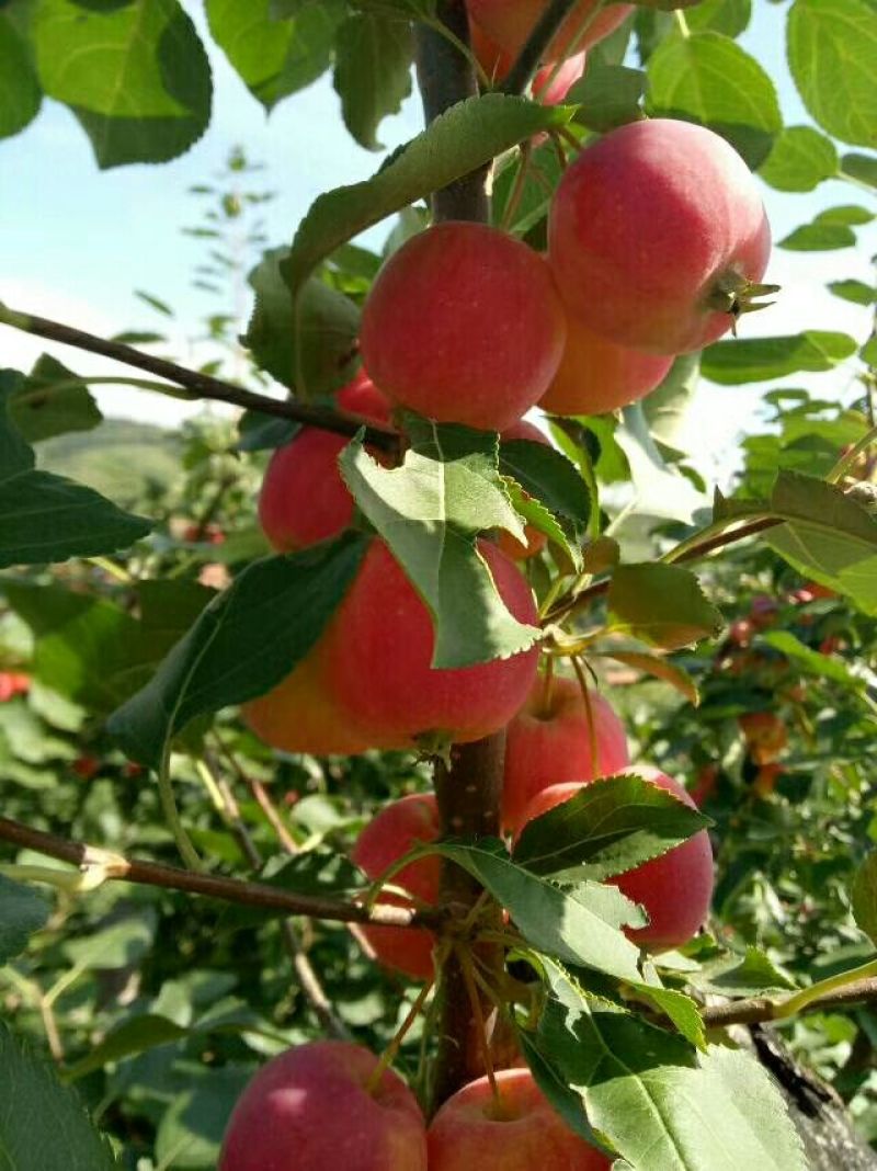 基地大量海棠果！脆甜！适合内销出口一手货源