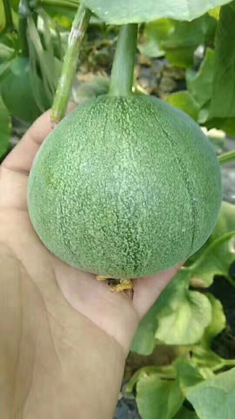 绿宝甜瓜统货1斤以上