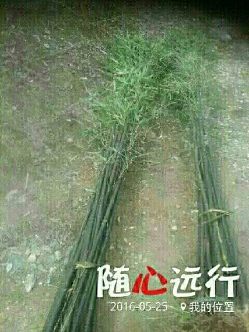 竹子
