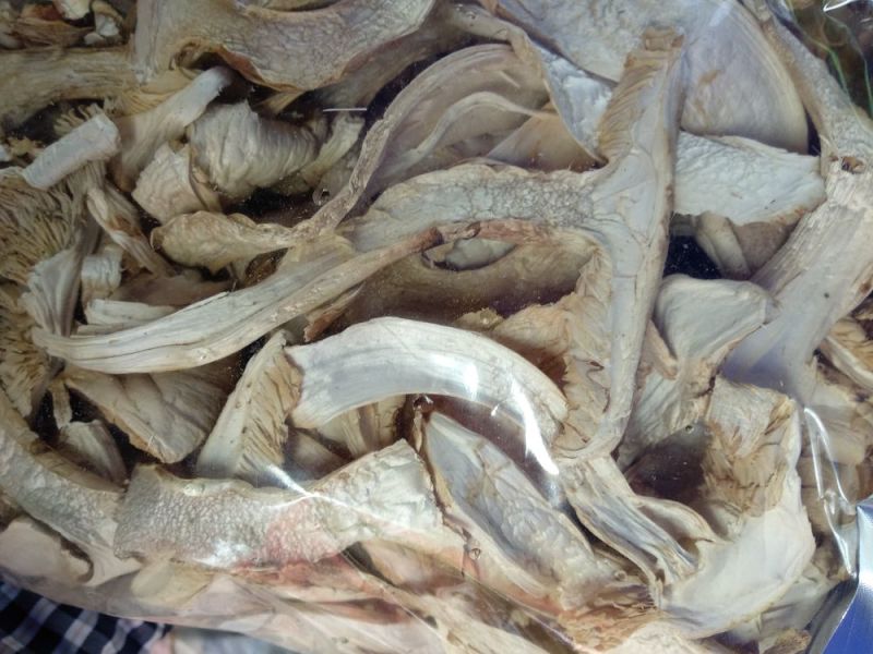 香格里拉松茸干片一件代发批发价格包邮