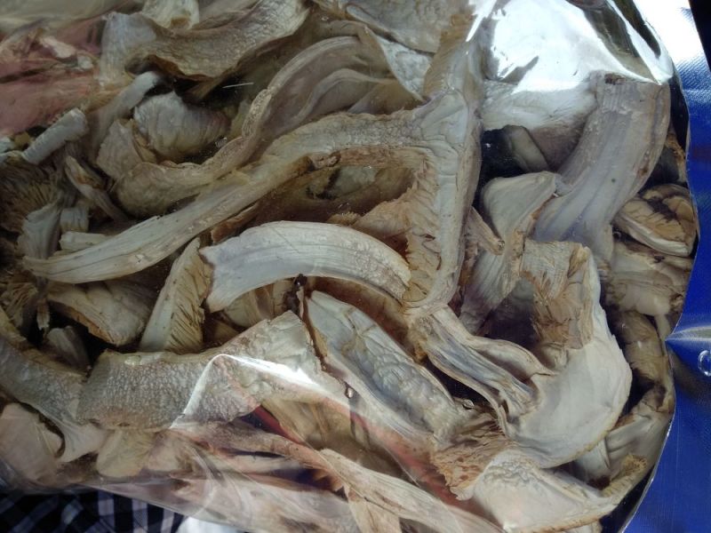 香格里拉松茸干片一件代发批发价格包邮