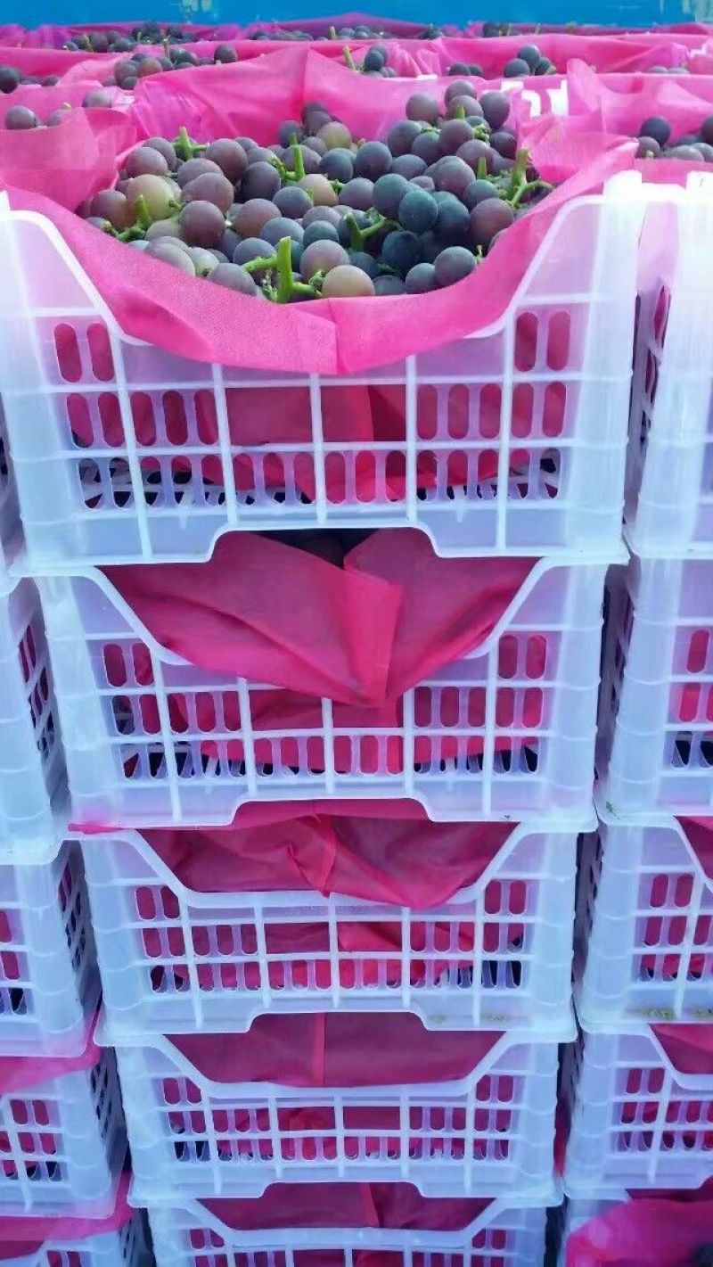 无纺布哈密瓜包装袋葡萄套芒果包装袋水果套袋水果包装袋