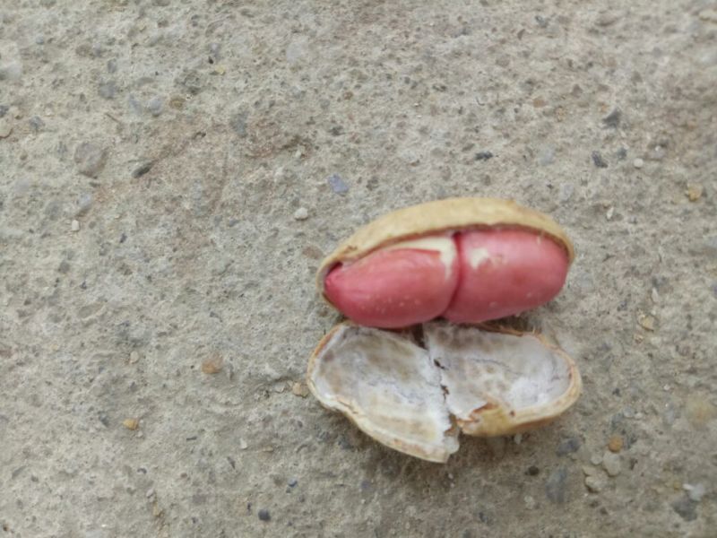 花生，鲜货，带壳