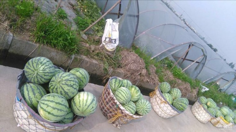 8424美都西瓜5斤打底9成熟1茬