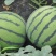 8424美都西瓜5斤打底9成熟1茬