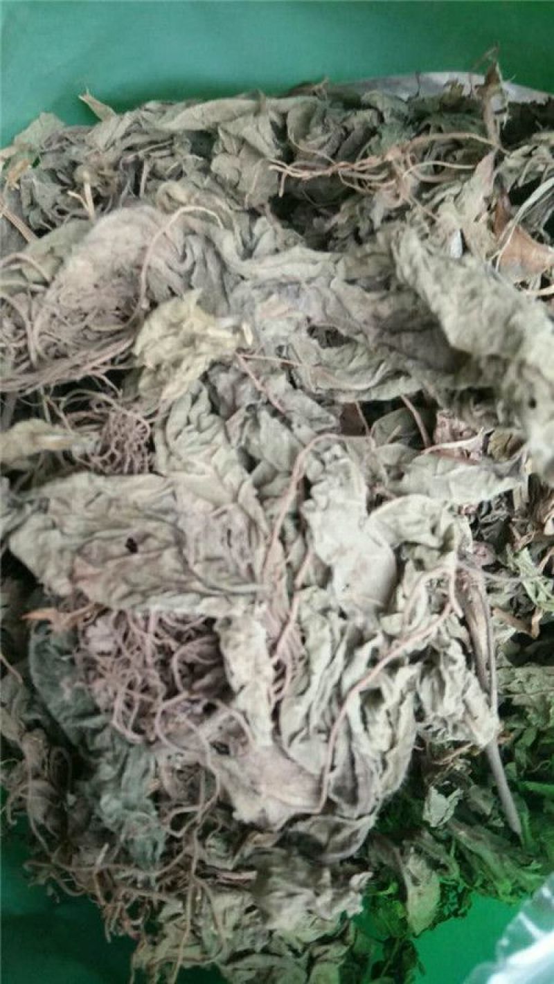 地胆草