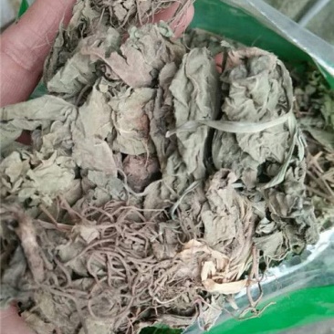地胆草