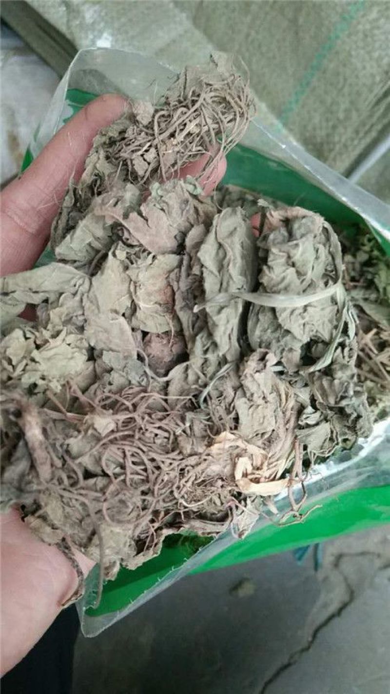 地胆草