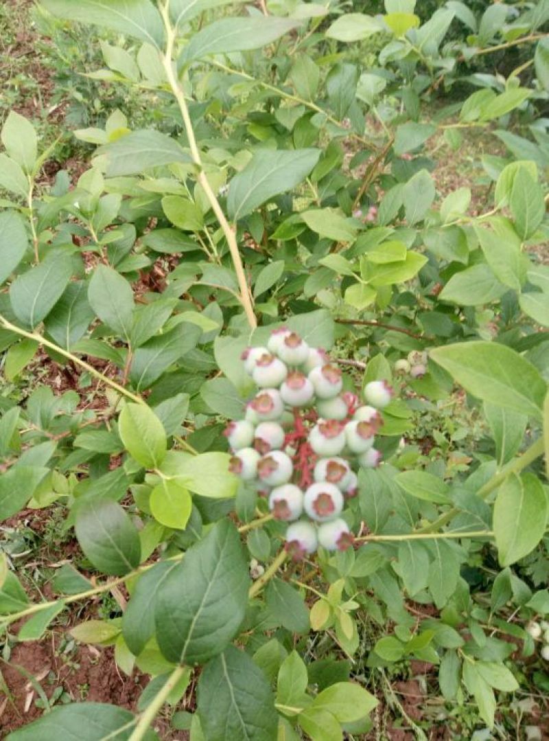 蓝莓树