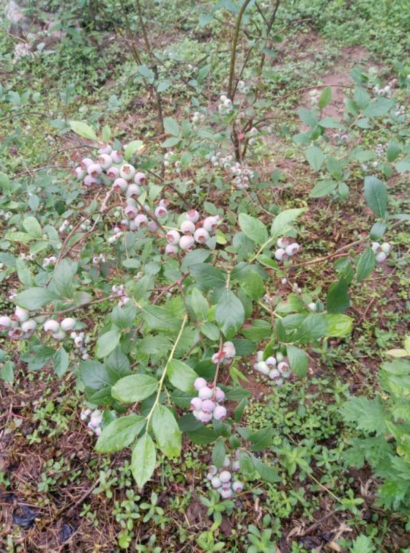 蓝莓树