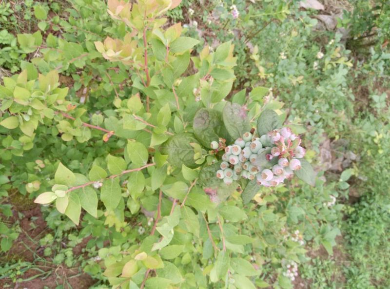 蓝莓树