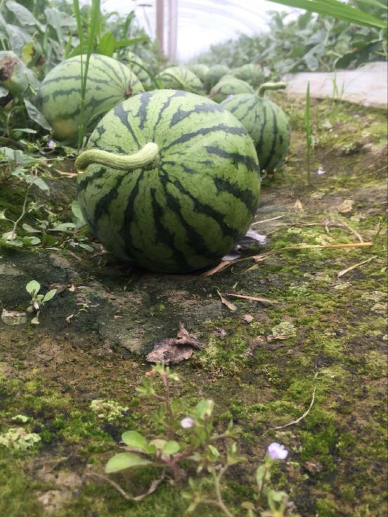 早春红玉1斤打底9成熟2茬